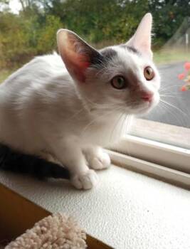 Rescue Domestic Short Hair Cats for Adoption in Waupaca, Wisconsin - Bug | PetCurious