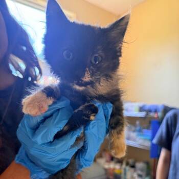 Thea -  Domestic Medium Hair Cat for Adoption in Corinth, Mississippi - Thea | PetCurious