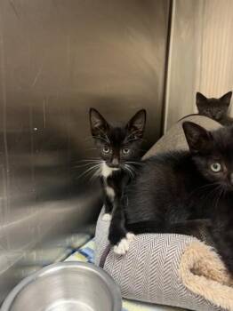 Zuko -  Domestic Short Hair Cat for Adoption in Farmers Branch, Texas - Zuko | PetCurious