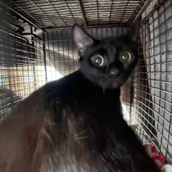 Mary -  Domestic Short Hair Cat for Adoption in Des Moines, Iowa - Mary | PetCurious