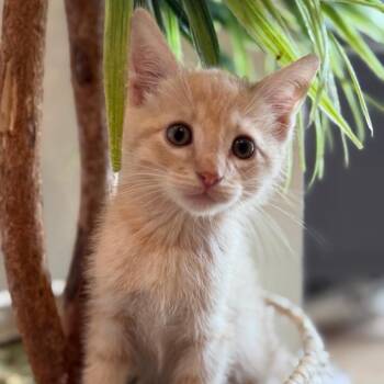 Taffy -  Domestic Short Hair Cat for Adoption in Westminster, California - Taffy | PetCurious