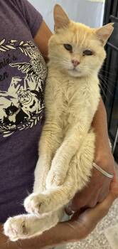 Rescue Domestic Short Hair Cats for Adoption in Incline Village, Nevada - Uncle Milton | PetCurious