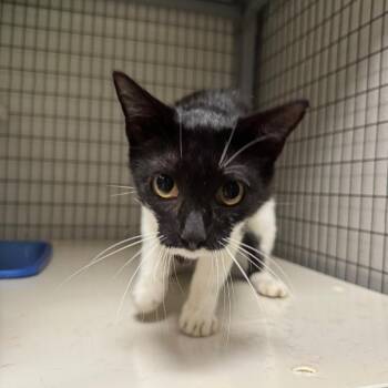 Momma Big Bang Theory -  Domestic Short Hair Cat for Adoption in Columbiana, Alabama - Momma Big Bang Theory | PetCurious