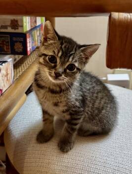 Rescue Domestic Short Hair Cats for Adoption in East Amherst, New York - Hazel | PetCurious