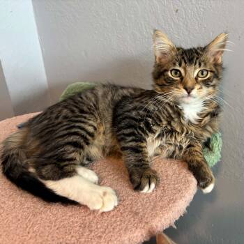 Bacon -  Domestic Medium Hair and Tabby Cat for Adoption in Antioch, California - Bacon | PetCurious