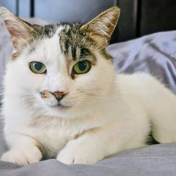 Patchy - Rancho Cucamonga PetSmart -  Domestic Short Hair Cat for Adoption in Yorba Linda, California - Patchy - Rancho Cucamonga PetSmart | PetCurious