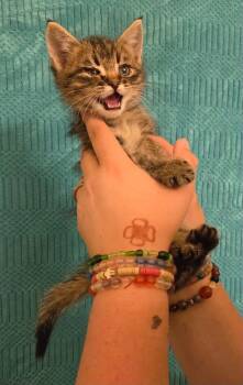 Tabby Cats Available for Adoption in Tehachapi, California - Brodie | PetCurious