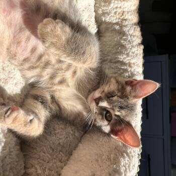 Becca -  Domestic Short Hair Cat for Adoption in Mastic, New York - Becca | PetCurious