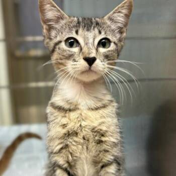Sara -  Domestic Short Hair Cat for Adoption in Leander, Texas - Sara | PetCurious