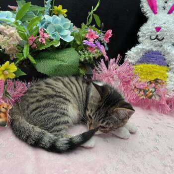 Tabby and Domestic Short Hair Cats Available for Adoption - Breeann | PetCurious