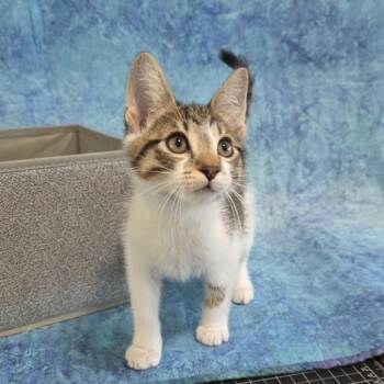 Domestic Short Hair Cats Available for Adoption in Santa Rosa, California - Pop (bonded With Snap) | PetCurious