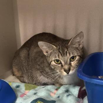 Domestic Short Hair Cats Available for Adoption in Summerville, South Carolina - Mirabelle | PetCurious