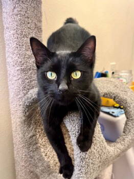 Rescue Domestic Short Hair Cats for Adoption in Webster, Wisconsin - Void | PetCurious