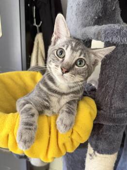 Syrus -  Domestic Short Hair Cat for Adoption in Fort Worth, Texas - Syrus | PetCurious