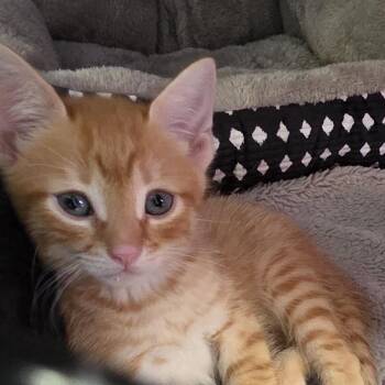 Buc-ees -  Domestic Short Hair Cat for Adoption in Camden, Delaware - Buc-ees | PetCurious