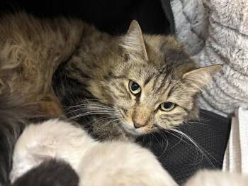 Domestic Short Hair Cats Available for Adoption - HONEY | PetCurious