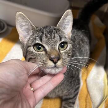 Tilly -  Domestic Short Hair Cat for Adoption in Morganton, North Carolina - Tilly | PetCurious