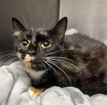 Emily -  Domestic Short Hair Cat for Adoption in West Chester, Pennsylvania - Emily | PetCurious