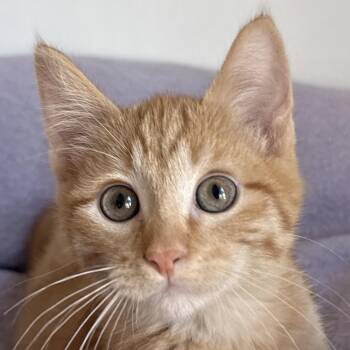 Carmel -  Domestic Short Hair Cat for Adoption in Auburn, Nebraska - Carmel | PetCurious