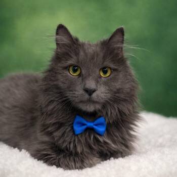 Domestic Long Hair Cats Available for Adoption in Binghamton, New York - Greg | PetCurious