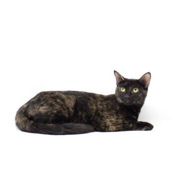 Domestic Short Hair Cats Available for Adoption - Patsy | PetCurious
