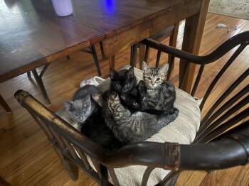 Sweetie Peetie -  Domestic Short Hair Cat for Adoption - Sweetie Peetie | PetCurious