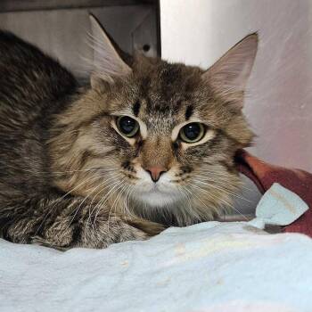 Domestic Medium Hair Cats Available for Adoption in Union, Missouri - Hamilton CI 11 | PetCurious