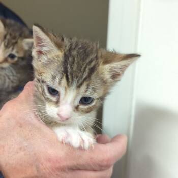 Rescue Domestic Short Hair Cats for Adoption in Ashland, Virginia - Bandit | PetCurious