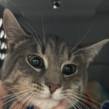 Domestic Short Hair Cats Available for Adoption in Lakeland, Florida - Elliot | PetCurious