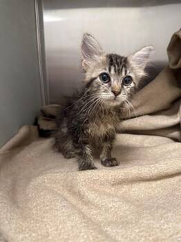 FAUNA -  Domestic Medium Hair Cat for Adoption in Baytown, Texas - FAUNA | PetCurious