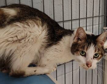 Domestic Short Hair Cats Available for Adoption - Common | PetCurious