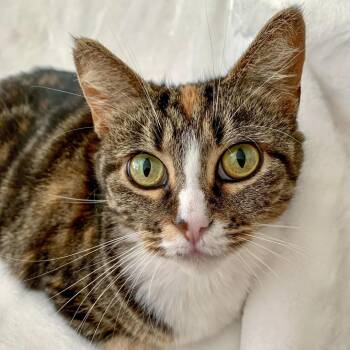 Tourmaline -  Domestic Short Hair Cat for Adoption in Evanston, Illinois - Tourmaline | PetCurious