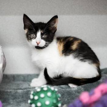 Bella -  Domestic Short Hair Cat for Adoption in Atlanta, Georgia - Bella | PetCurious