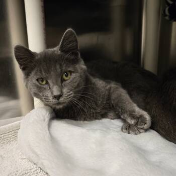 Rescue Domestic Short Hair Cats for Adoption in Charlottesville, Virginia - Thriller | PetCurious