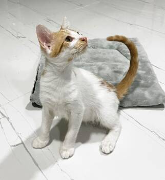 Domestic Short Hair Cats Available for Adoption - Caramel | PetCurious
