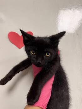 ELVIS -  Domestic Short Hair Cat for Adoption in Ontario, California - ELVIS | PetCurious