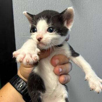 Lance -  Domestic Short Hair Cat for Adoption in Lake Jackson, Texas - Lance | PetCurious