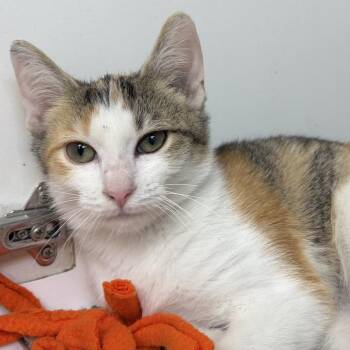 Luna -  Domestic Short Hair Cat for Adoption in Champaign, Illinois - Luna | PetCurious