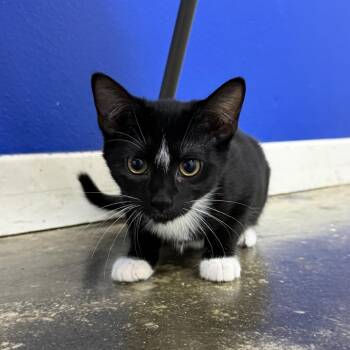 Jupiter -  Domestic Short Hair Cat for Adoption in Los Angeles, California - Jupiter | PetCurious