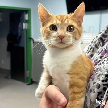 Domestic Short Hair Cats Available for Adoption in Washington, District Of Columbia - Tomato | PetCurious