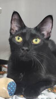 Domestic Short Hair Cats Available for Adoption in Hutchinson, Minnesota - Pedro And Lafawndah | PetCurious