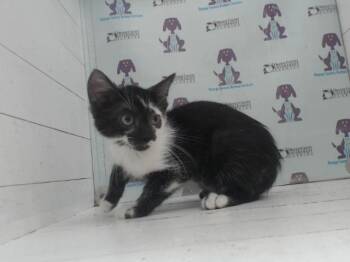 FIDO -  Domestic Short Hair Cat for Adoption in Orlando, Florida - FIDO | PetCurious