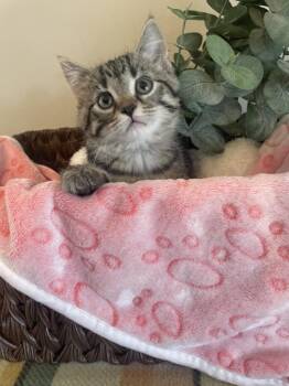 Domestic Short Hair Cats Available for Adoption in Metamora, Illinois - TJ | PetCurious