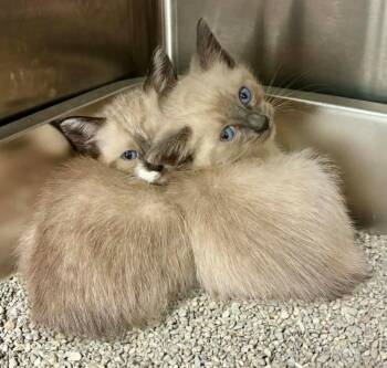 Siamese Cats Available for Adoption in New Braunfels, Texas - Bucket | PetCurious