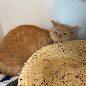 Rescue Domestic Short Hair Cats for Adoption in Port Richey, Florida - Milo | PetCurious