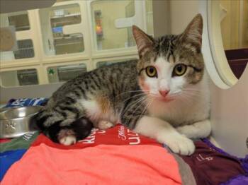 Domestic Short Hair Cats Available for Adoption in Texas City, Texas - MAX | PetCurious