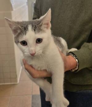 Ladybug -  Domestic Short Hair Cat for Adoption in New Rochelle, New York - Ladybug | PetCurious