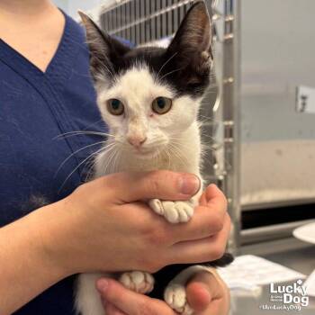 Ell -  Domestic Short Hair Cat for Adoption in Washington, District Of Columbia - Ell | PetCurious