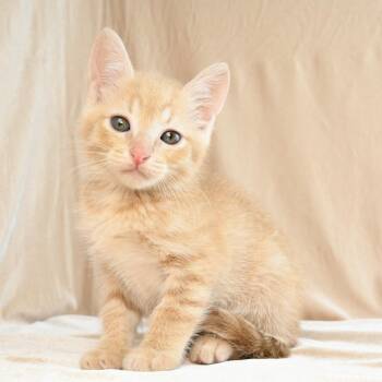 Pixie -  Domestic Short Hair Cat for Adoption in Mobile, Alabama - Pixie | PetCurious