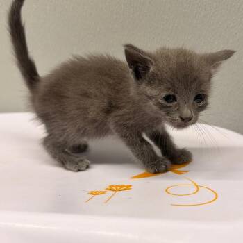 Stone -  Domestic Short Hair Cat for Adoption in Tampa, Florida - Stone | PetCurious